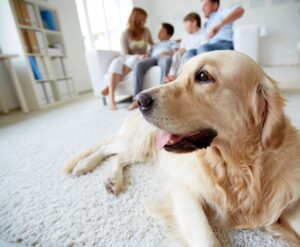 A dog sitting on the floor of a living room