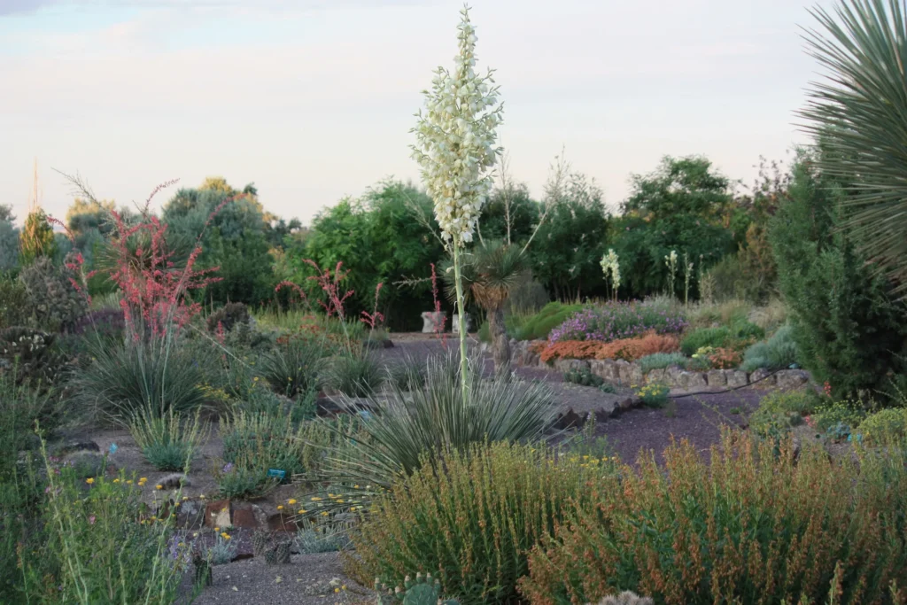 A garden with many different plants and trees.